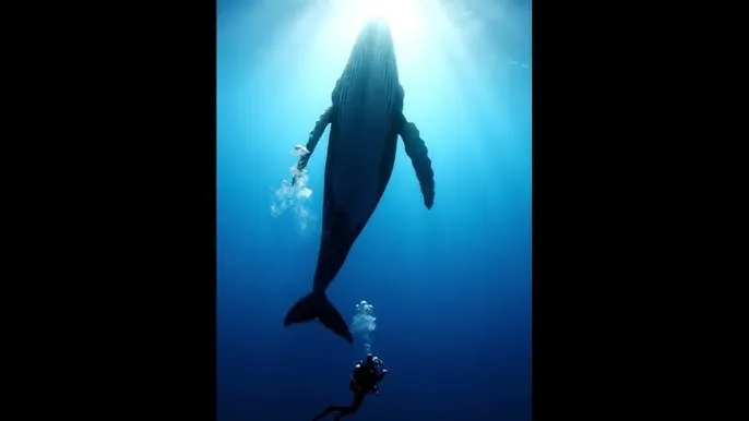 打扑克会发出什么声音 - 深蓝星球：探索海洋深处的未知世界